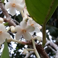 Doona macrophylla Thwaites